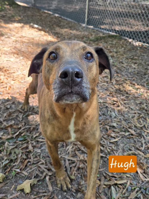 Hugh