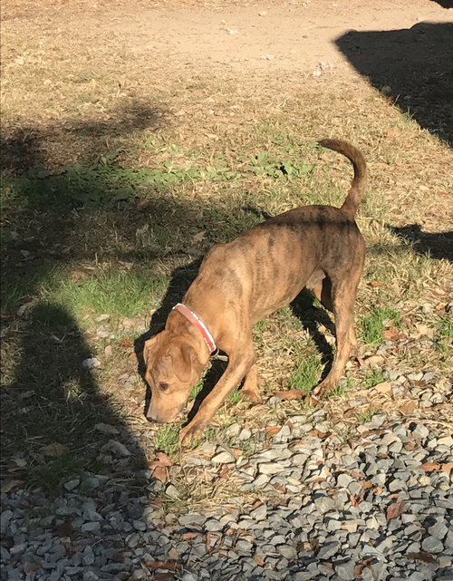 picture of the dog needing adoption
