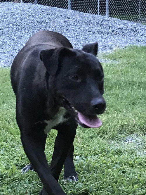 picture of the dog needing adoption