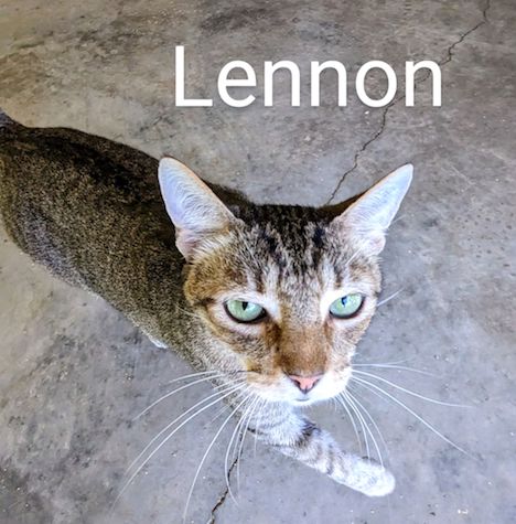 adoptable Cat in Albemarle, NC named Lennon