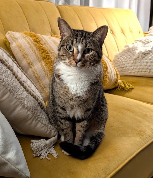 GAMORA - Domestic Short Hair available for adoption