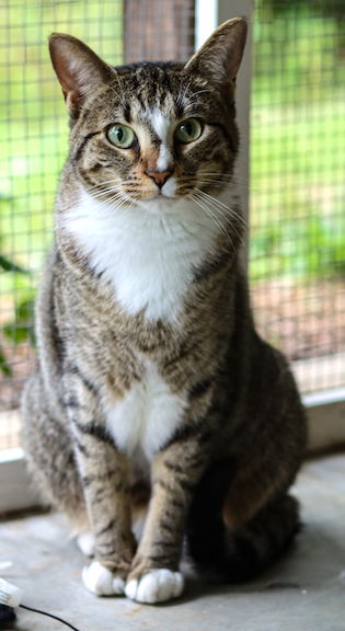 adoptable Cat in Albemarle, NC named Gamora