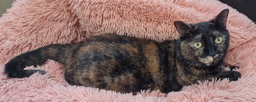 TORTELLINI - Domestic Short Hair available for adoption