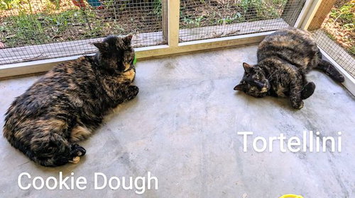 picture of the cat needing adoption