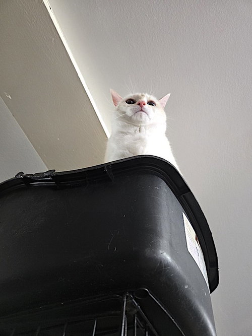 NALA - Siamese / Domestic Short Hair available for adoption