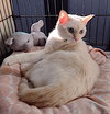 Nala - Photo 9