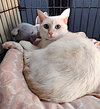 Nala - Photo 10