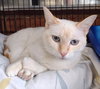 Nala - Photo 8