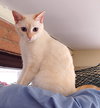 Nala - Photo 7