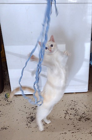 Nala photo 6