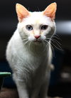 Nala - Photo 3