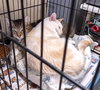 Nala - Photo 5