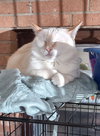 Nala - Photo 4
