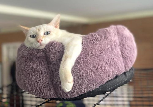 NALA - Siamese / Domestic Short Hair available for adoption