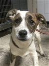 adoptable Dog in , NC named Cricket