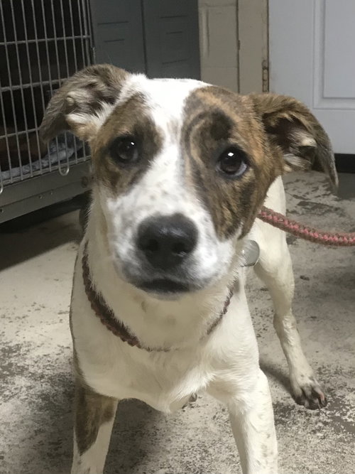picture of the dog needing adoption