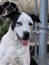 adoptable Dog in albemarle, NC named Crash