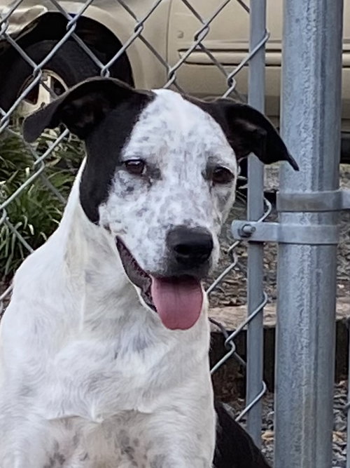 picture of the dog needing adoption
