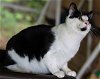 adoptable Cat in albemarle, NC named Tibbs