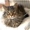adoptable Cat in albemarle, NC named Lucy