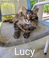 adoptable Cat in Albemarle, NC named Lucy