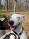 adoptable Dog in  named Aqua