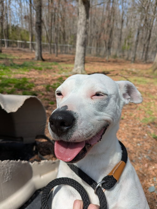 picture of the dog needing adoption