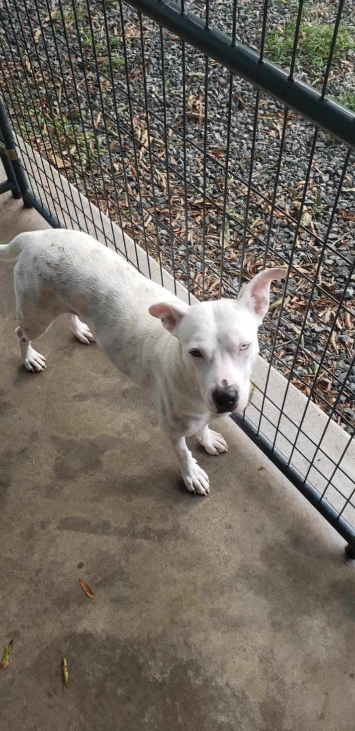 adoptable Dog in Albemarle, NC named Aqua