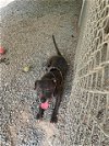 adoptable Dog in albemarle, NC named Ester