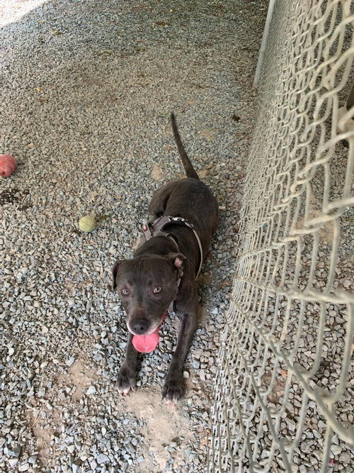 picture of the dog needing adoption