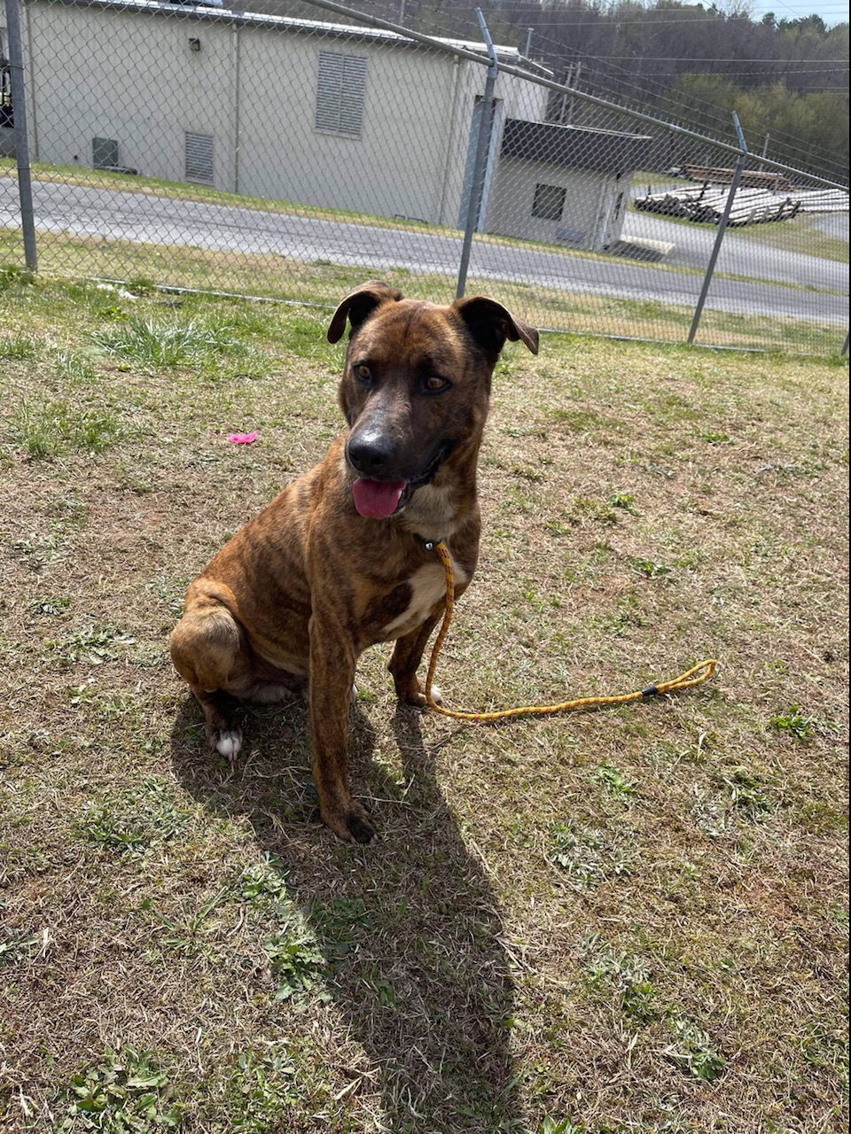 adoptable Dog in Albemarle, NC named Caden