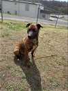 adoptable Dog in albemarle, NC named Caden