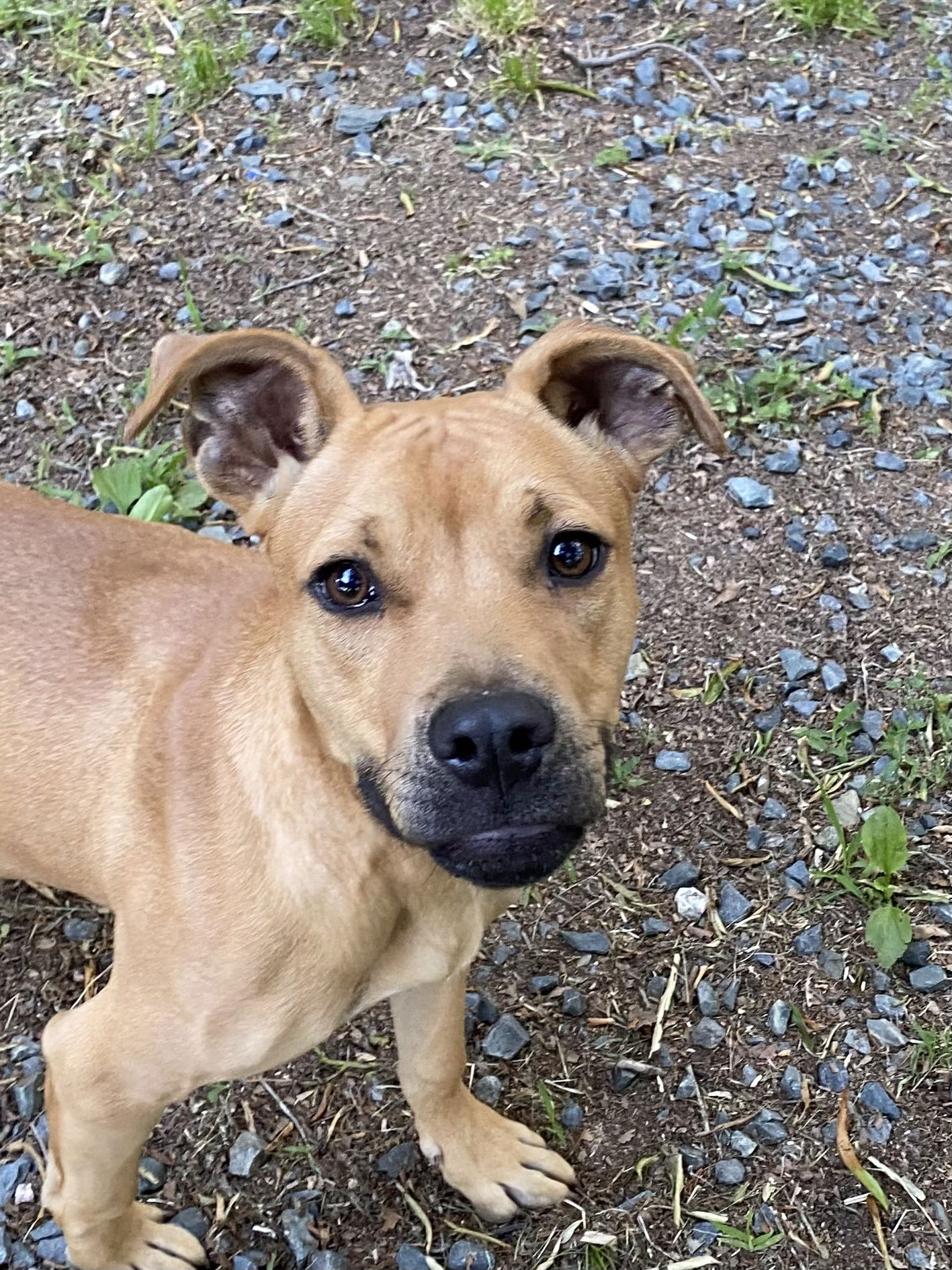 adoptable Dog in Albemarle, NC named Burgh