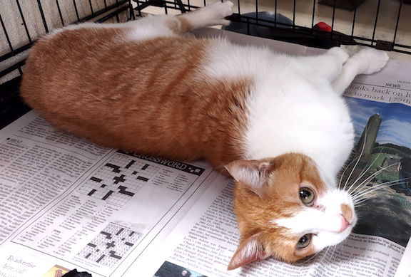 adoptable Cat in Albemarle, NC named Sandy