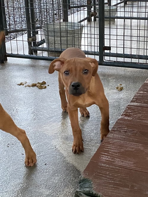 picture of the dog needing adoption