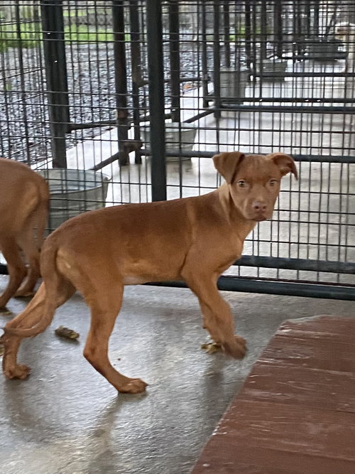 picture of the dog needing adoption