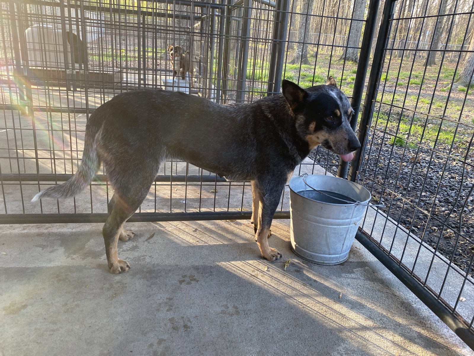 Dog for Adoption - Cara, a Australian Cattle Dog/Blue Heeler in ...
