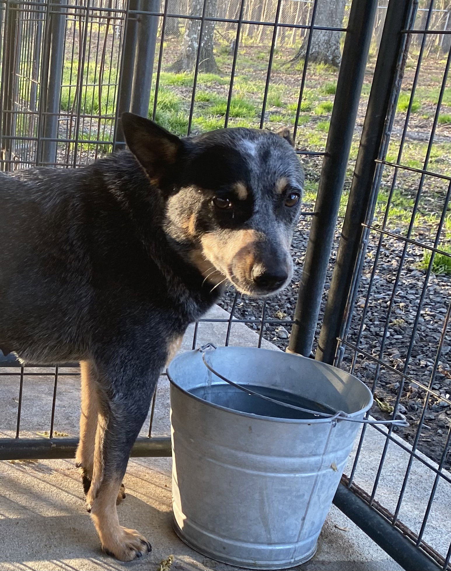 Dog for Adoption - Cara, a Australian Cattle Dog/Blue Heeler in ...