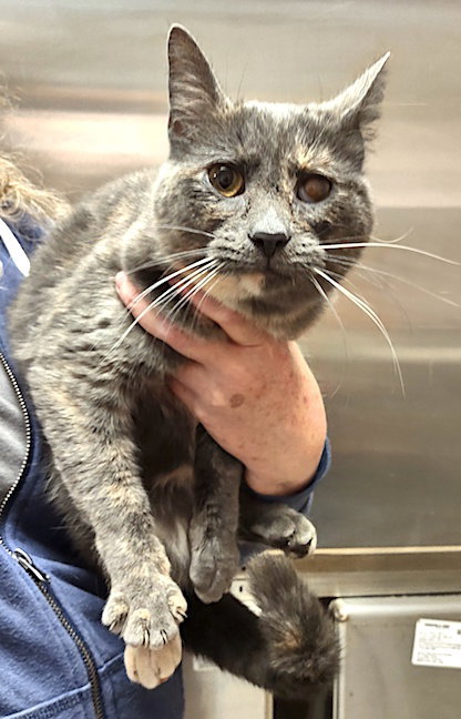 MAY - Dilute Calico available for adoption