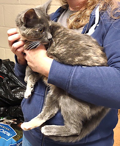 MAY - Dilute Calico available for adoption