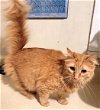 adoptable Cat in albemarle, NC named Chalupa