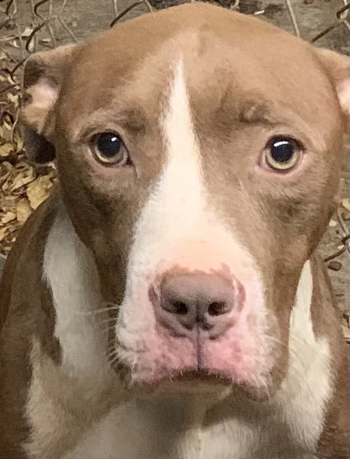 picture of the dog needing adoption
