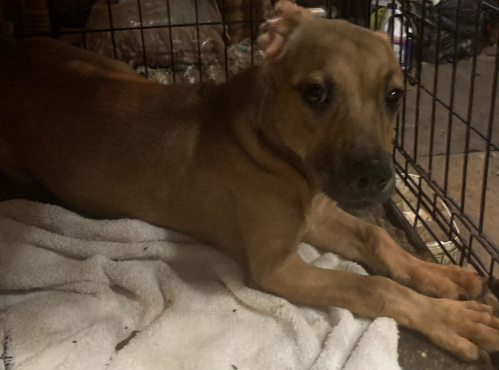 adoptable Dog in Albemarle, NC named HAPPY