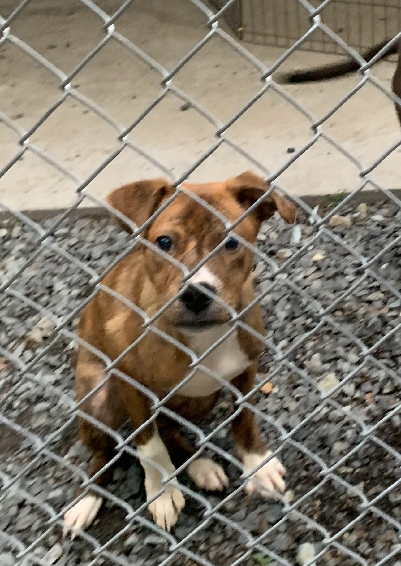 adoptable Dog in Albemarle, NC named Tygra