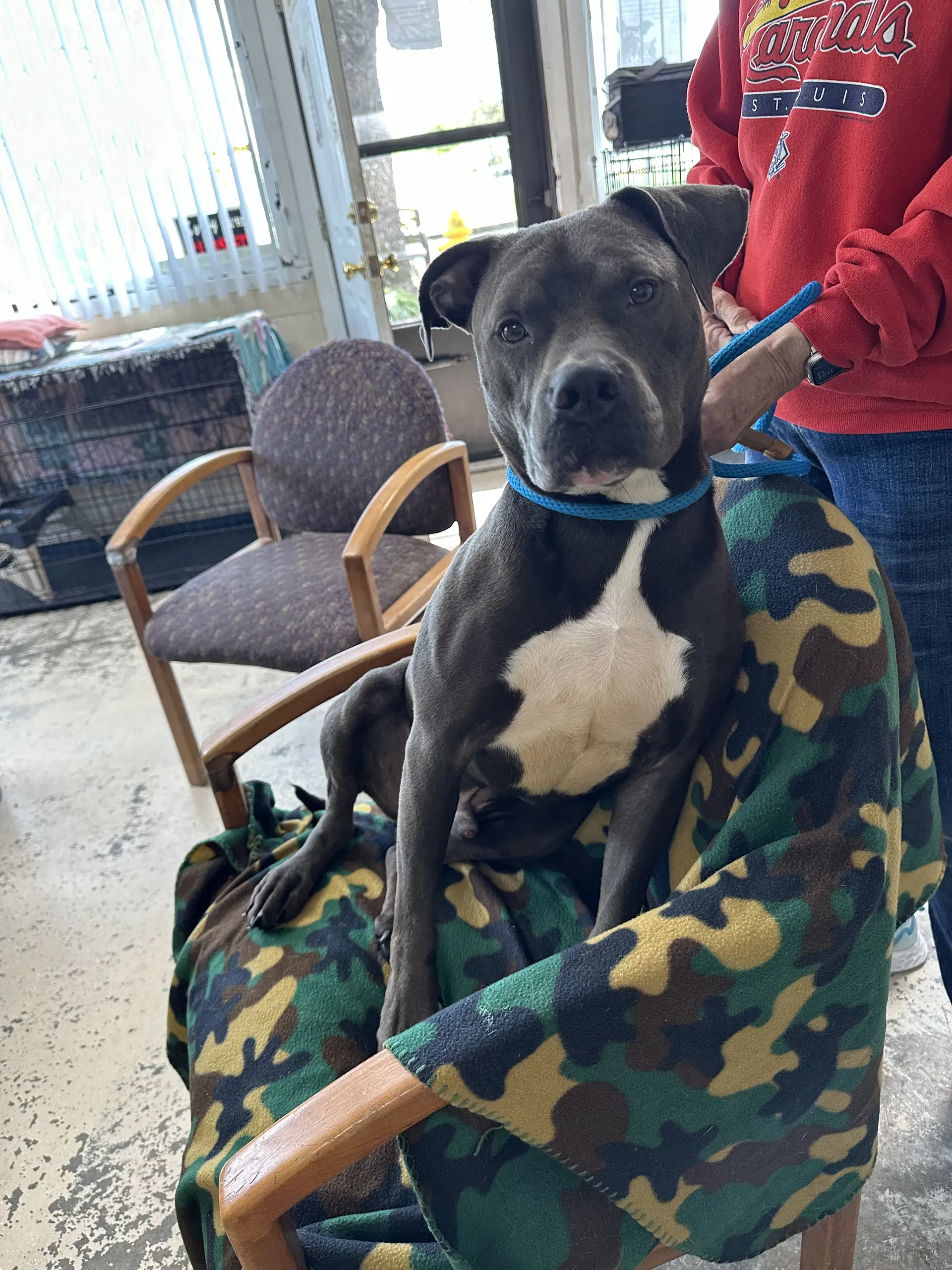 Bo - American Pit Bull Terrier