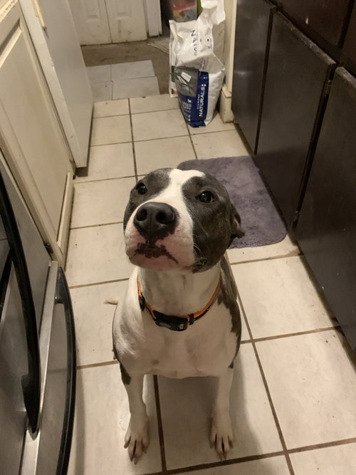 picture of the dog needing adoption