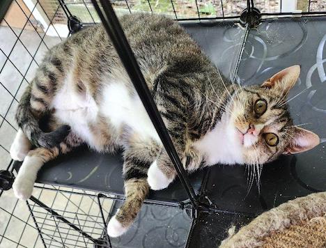 adoptable Cat in Albemarle, NC named Bootsie