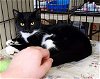 adoptable Cat in albemarle, NC named Ziggy