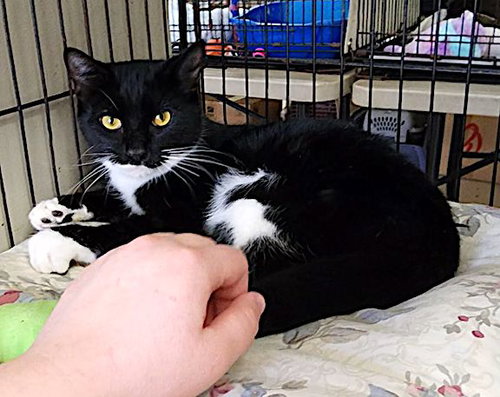ZIGGY - Domestic Short Hair available for adoption