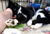 Ziggy - Photo 4